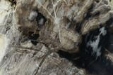 Polished Petrified Wood Section - Arizona #165954-2